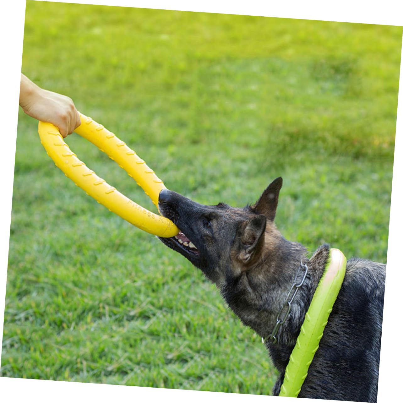 Kisangel 2 Piezas Anillo de Juguete para Mascotas Eve eva Dog Toys Juguetes para Perros Cachorros Juguetes para morder Perros Anillo de de Juguete Pastor alemán mordida de