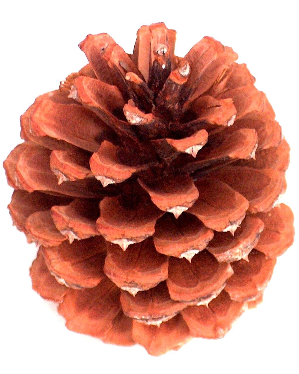 Natural Ponderosa Pine Cone Crafts Decorations Ornaments 3 to 3.5 Box 26