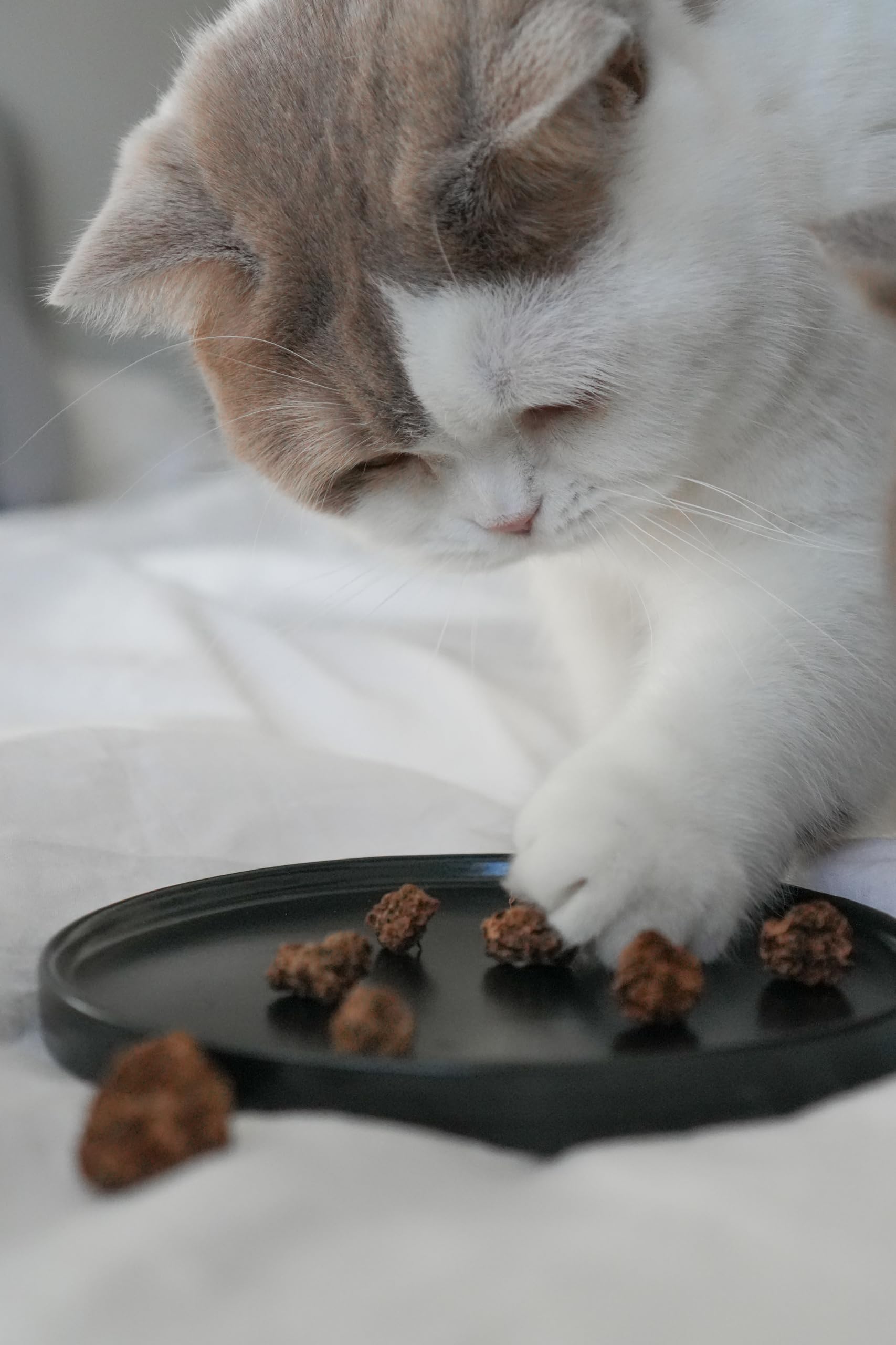 Topo Giocattolo Per Gatti Con Matatabi | In Lana E Cotone | Fatto A Mano In Germania | Stimolante E Naturale - Foto 7