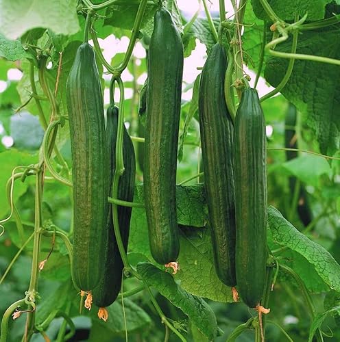 How to grow cucumbers in a greenhouse How to grow cucumbers in a greenhouse