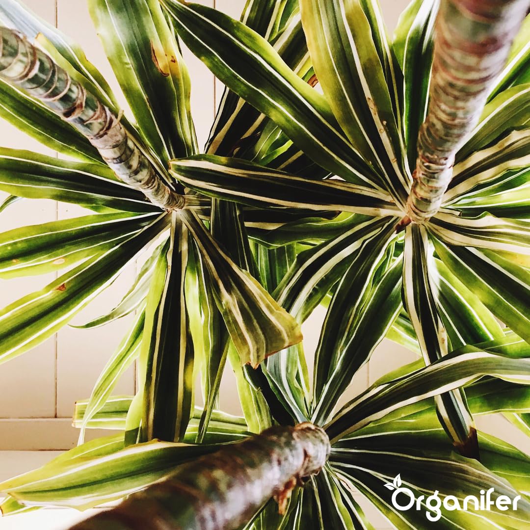 Flüssigdünger Für Yucca-Palmen - 10L - NPK 2-1-8 | Dünger Für Gesundes Wachstum Und Starke Pflanzen - Fördert Wurzeln Und Widerstandskraft - Organifer
