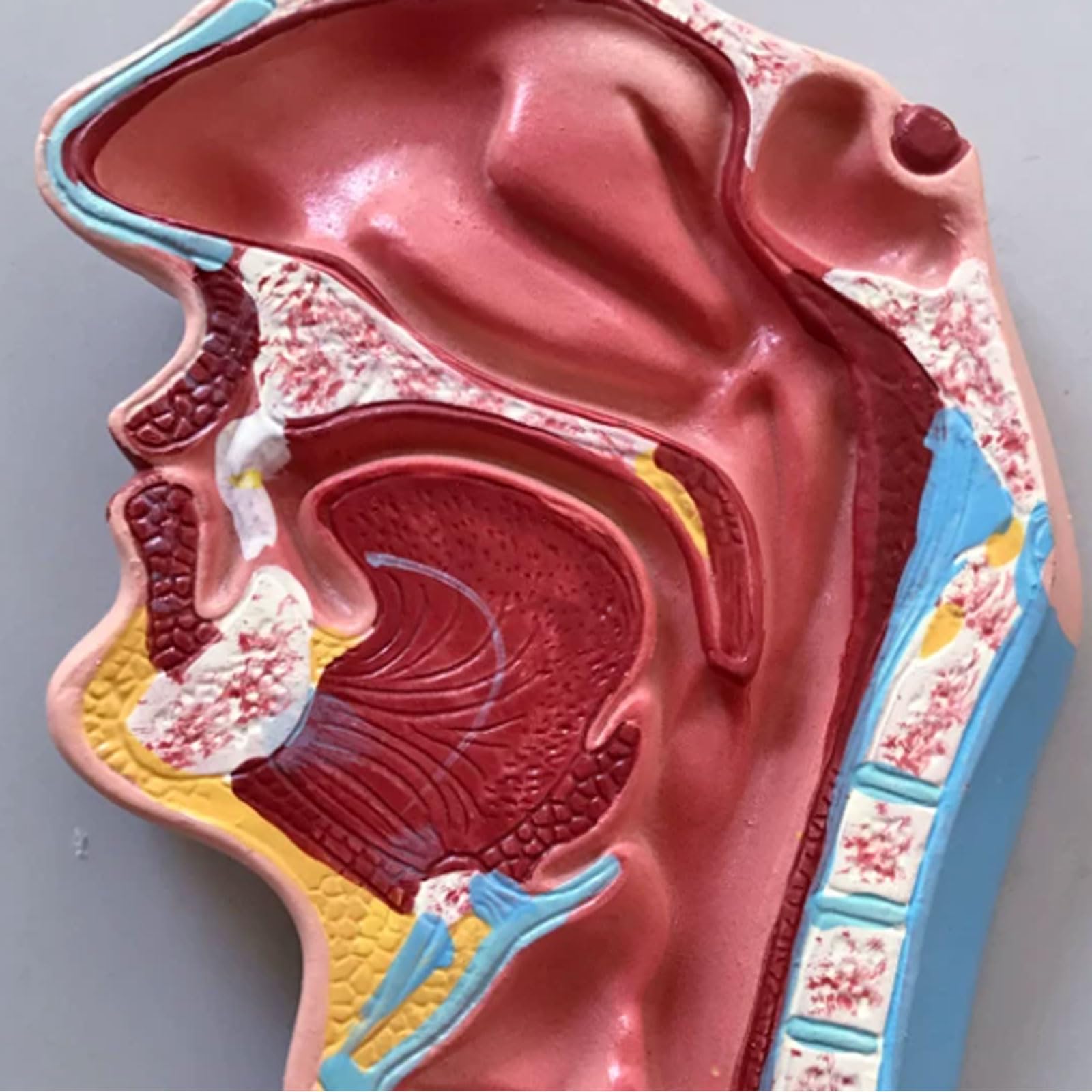 Model układu pokarmowego układ oddechowy wątroba żołądek anatomia model jelita grubego model odbytu gastroenterologia