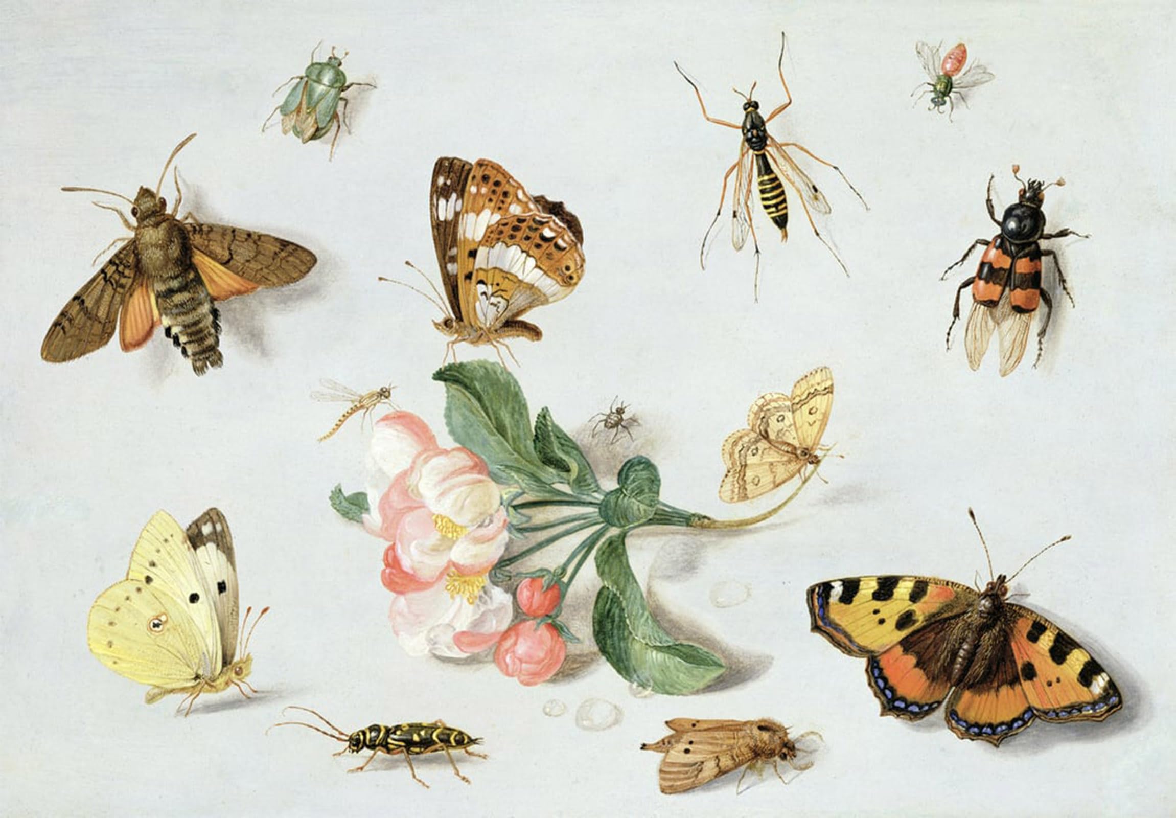 POSTERIIk Vintage Art Print Images Pictures Print Butterflies Moths and Other Insects with a Sprig Ofblossom by Jan Van Kessel the Elder Modern Colour Posters for Office Home Decor 60x90cm