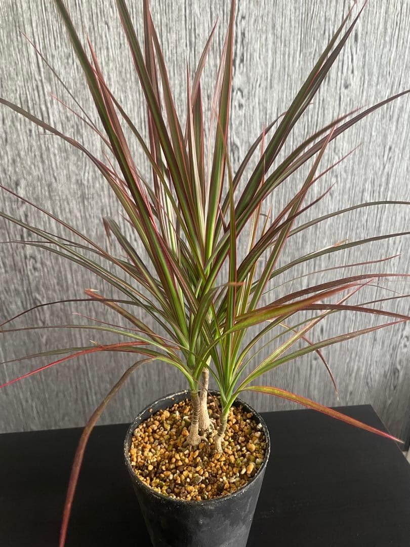 Amazon｜ドラセナ コンシンネ 観葉植物｜観葉植物 オンライン通販
