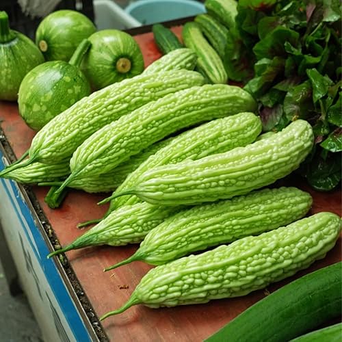 Más de 50 semillas de melón amargo de 8 a 12 pulgadas de rápido crecimiento de calabaza amarga piel verde calabaza amarga bálsamo de calabaza