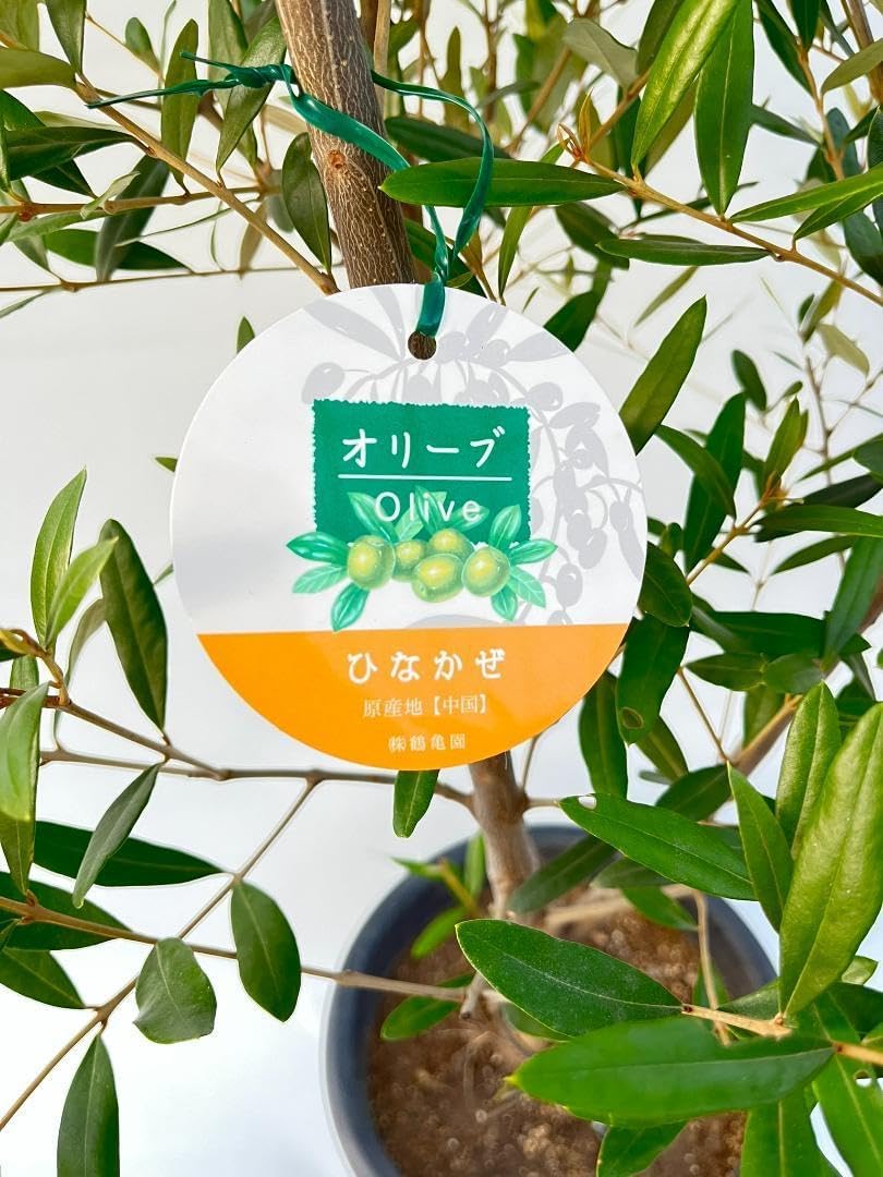 オリーブの木 ひなかぜ 8号 約170cm NO.369 一点物 オリーブの木 オリーブの木 ひなかぜ 8号 約170cm NO.369 一点物 オリーブの木
