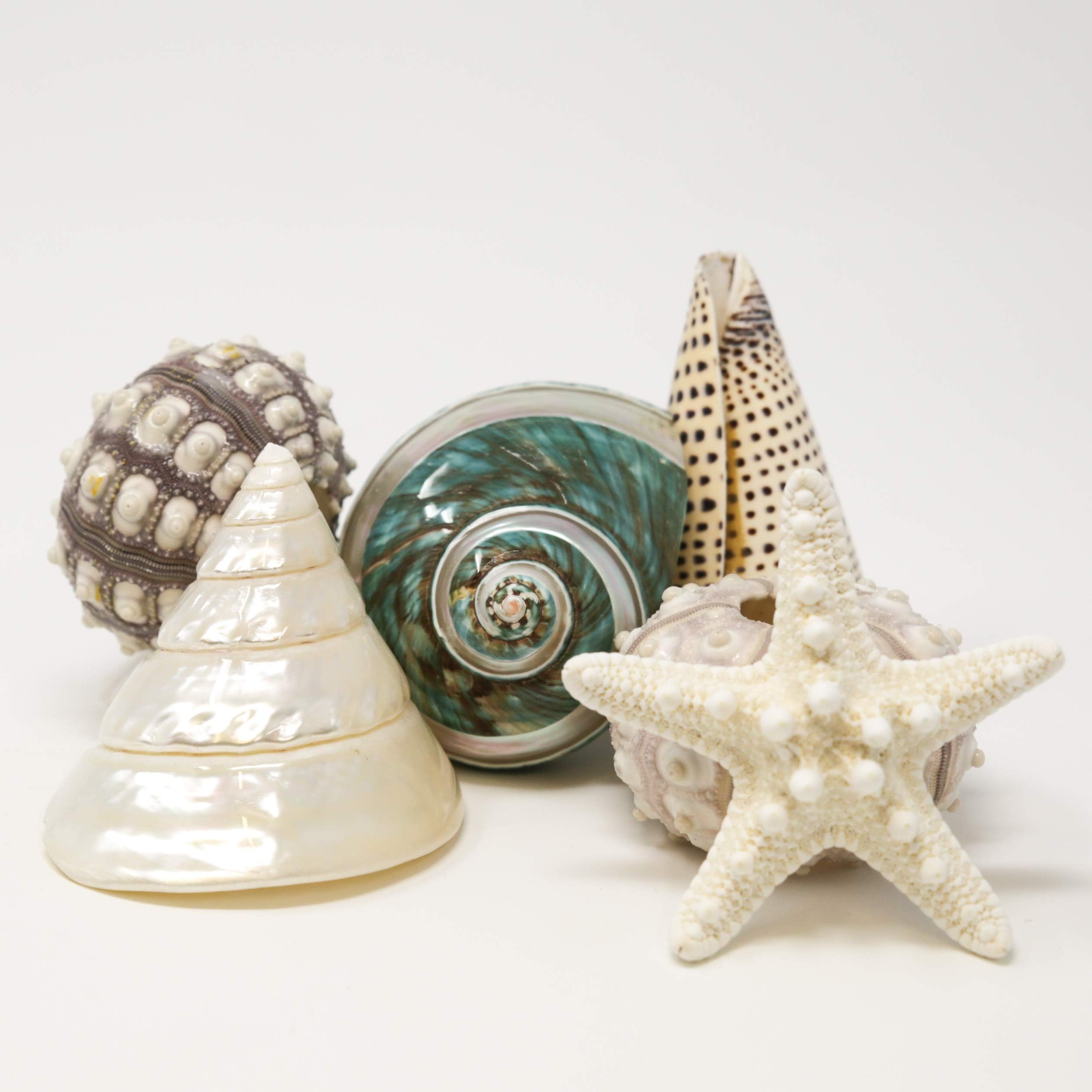 Fancy Sea Shell Set | 3 Unique Sea Shells - 2 Sputnik Sea Urchin and a Knobby Starfish Complete The Set | Beach House Decor
