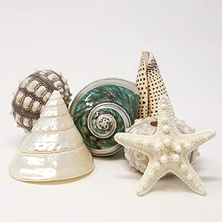 Fancy Sea Shell Set | 3 Unique Sea Shells - 2 Sputnik Sea Urchin and a Knobby Starfish Complete The Set | Beach House Decor