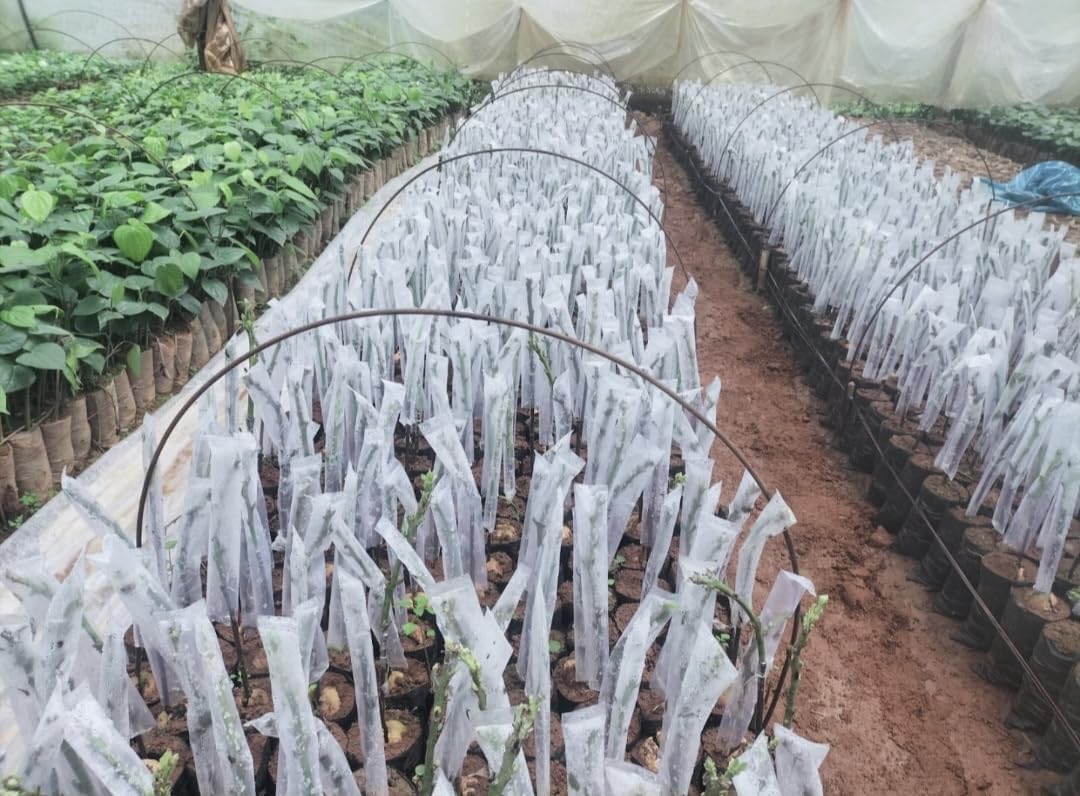 Shivshakti Grafting Covers for Plants 2 x 10 Inch – Nursery & Garden Plant Protection Wraps – Waterproof, Durable Film for Grafting & Budding – Pack of 100