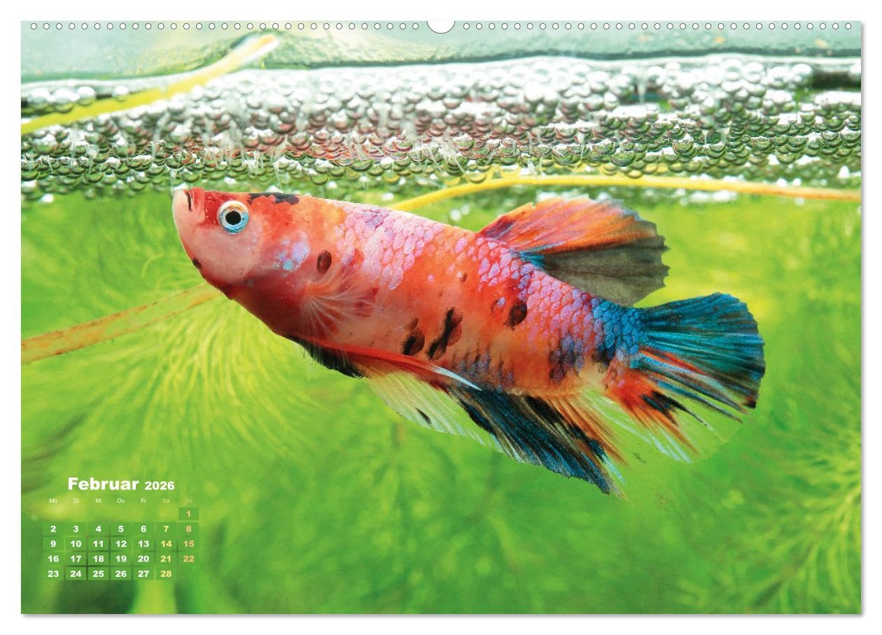 Glanz im Aquarium: Süßwasserfische (hochwertiger Premium Wandkalender 2026 DIN A2 quer), Kunstdruck in Hochglanz: Schönheiten im Aquarium - ... und Zebrabärbling (CALVENDO Tiere)