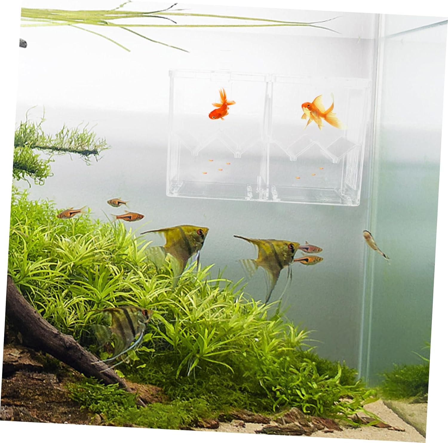 Toddmomy 1pc Fish Breeding and Cup Plastic Isolation Aquarium Breeder for Betta and Shrimp Lightweight and Easy to Clean High Visibility Fish Tank Hatching Incubator