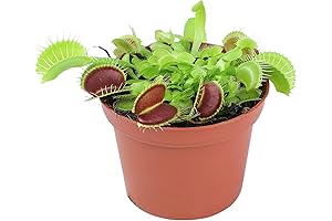 Altman Plants Live Venus Fly Trap Carnivorous Plant, Kid Safe House Plants
