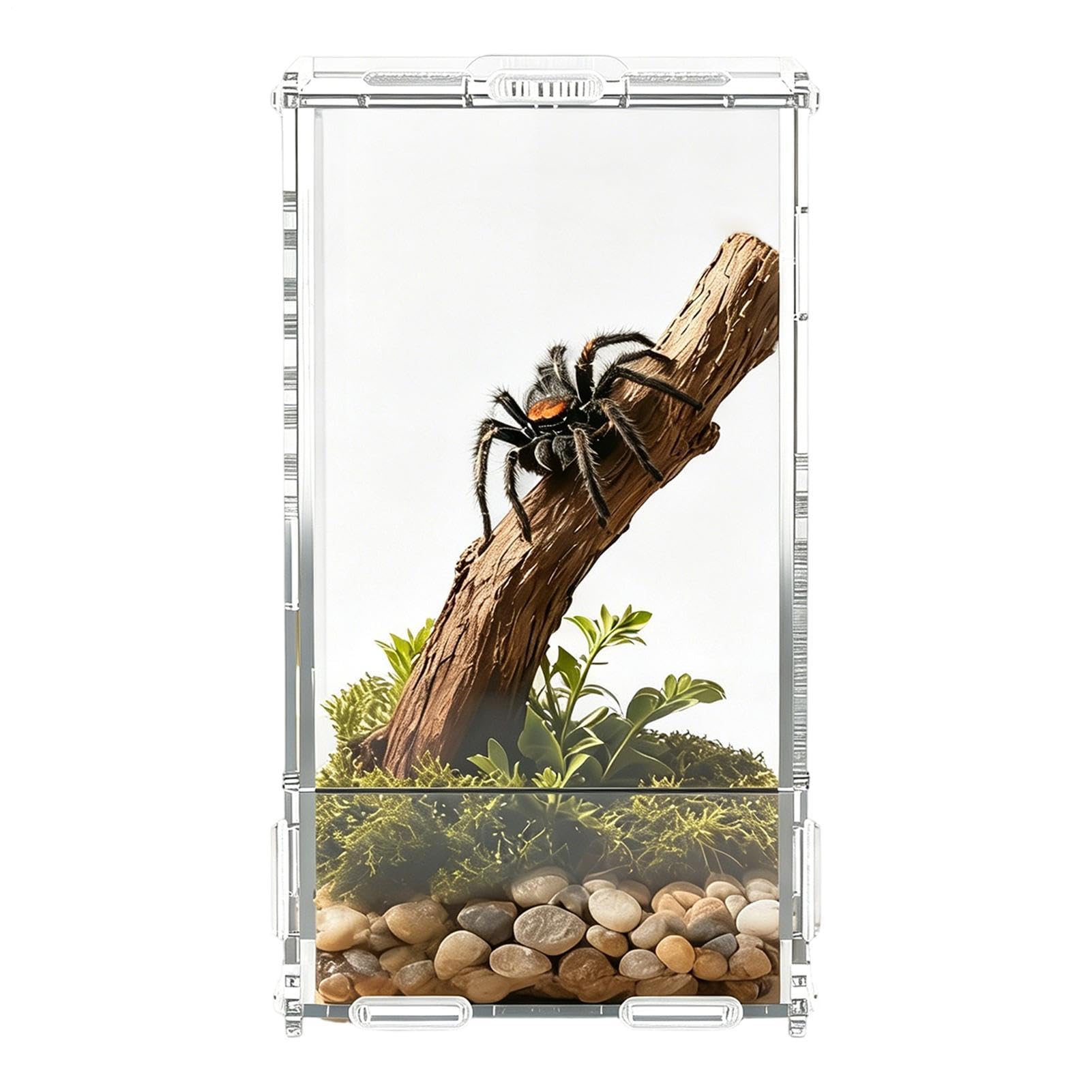 Terrarium araignées sauteuses : boîte transparente à porte magnétique