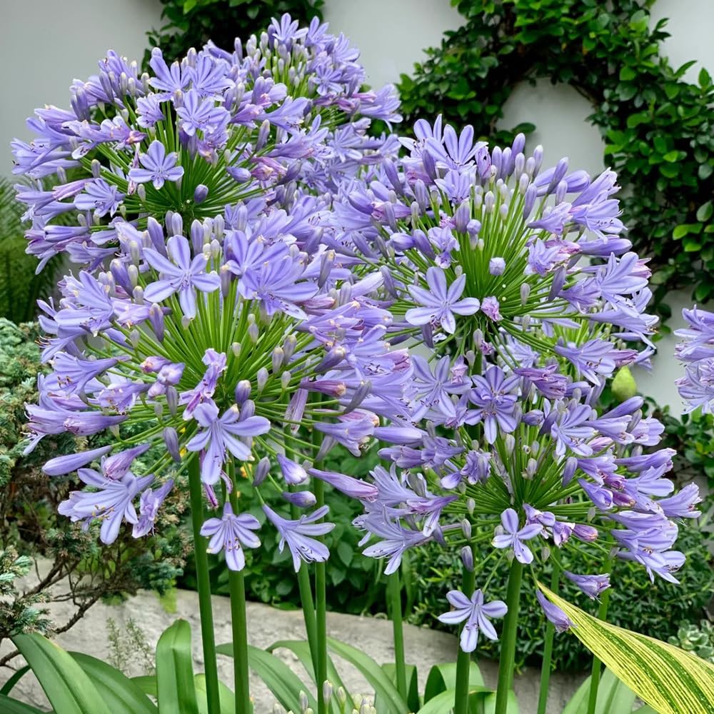 Agapanthus - balcone rialzato letto giardino balcone precoce 5pcs