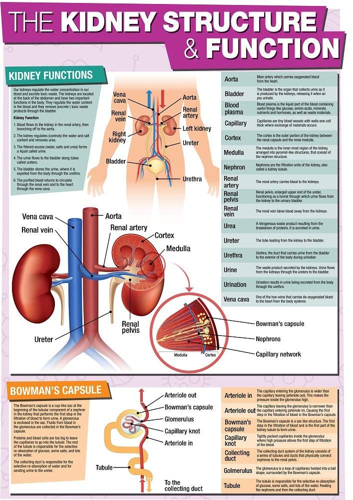GCSE Science The Kidney Structure & Function A2 Poster 42 x 59.4 cm