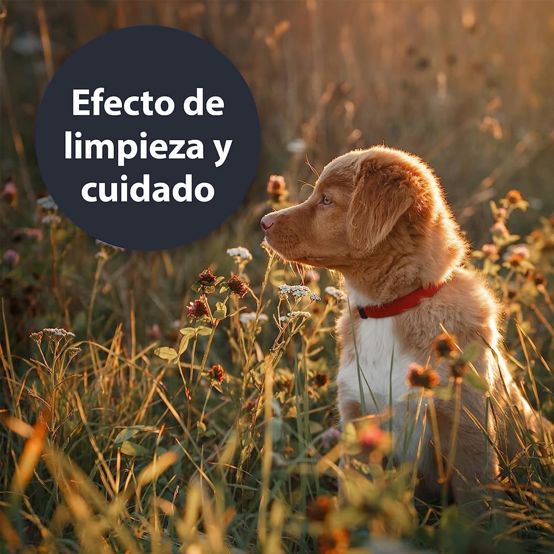 Aludermin Spray per ferite nei cani 270 ml | Disinfettante cani - Per la pulizia e la cura delle zone ferite - Cura ottimale delle ferite - Ferite del cane - Cicatrizzante cani spray
