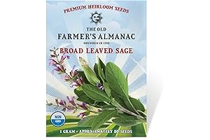 Heirloom Sage Seeds: Broad Leaved Sage (Non-GMO, 70 Seeds)