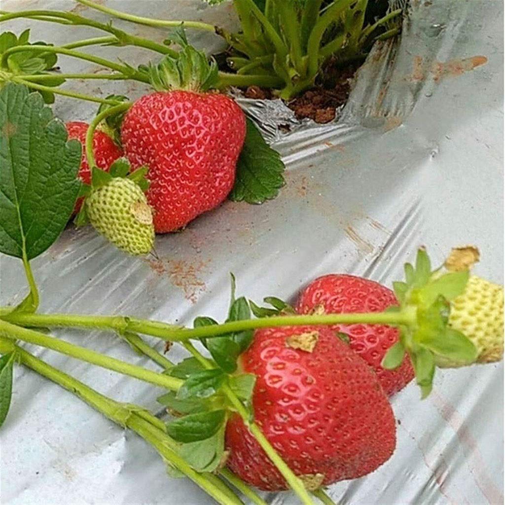 Película de plástico para invernadero, huerto, árbol frutal, plateado, negro, para control de malezas, 50 m