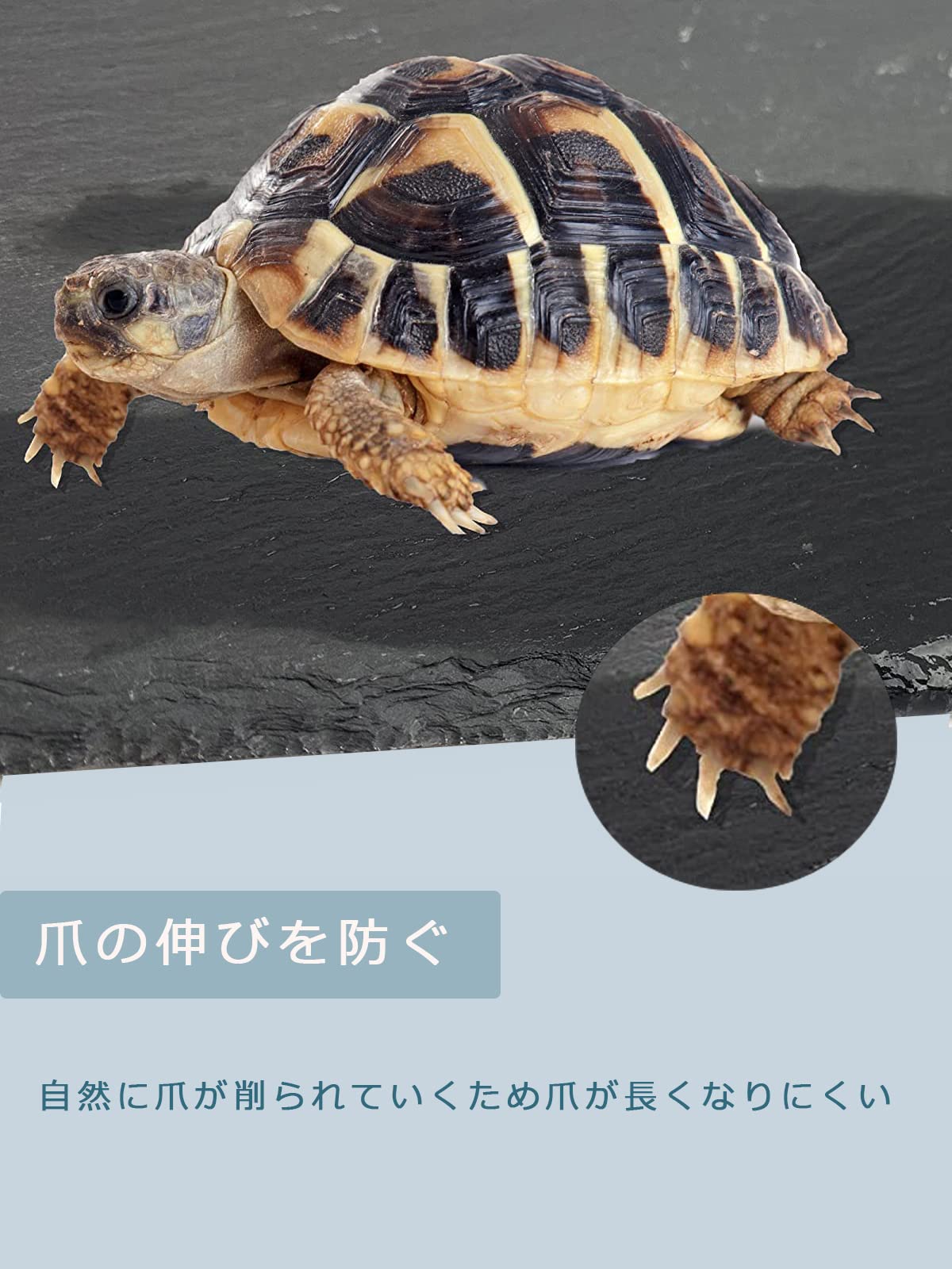 最終値下げリクガメ用器具一式(ヒートプレート込)&リクガメ一匹