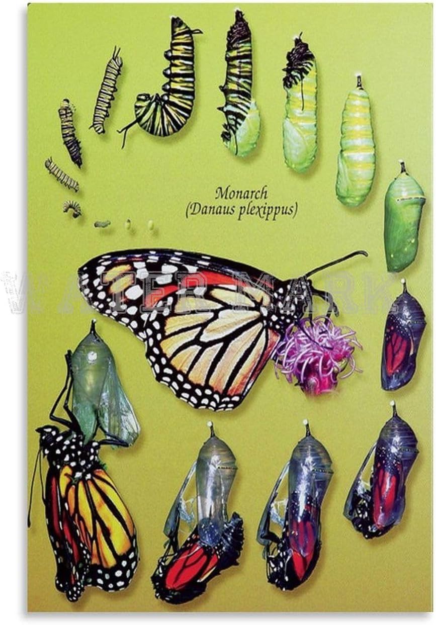 Insect Science Poster Butterfly Poster Monarch Butterfly Life Cycle Canvas Painting Wall Art Poster for Bedroom Living Room Decor 20x30inch(50x75cm) Unframe-style