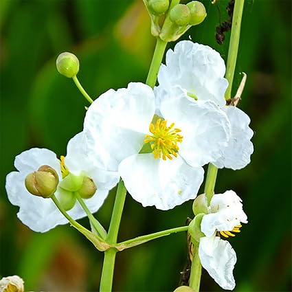 QAUZUY GARDEN Broadleaf Arrowhead Seeds