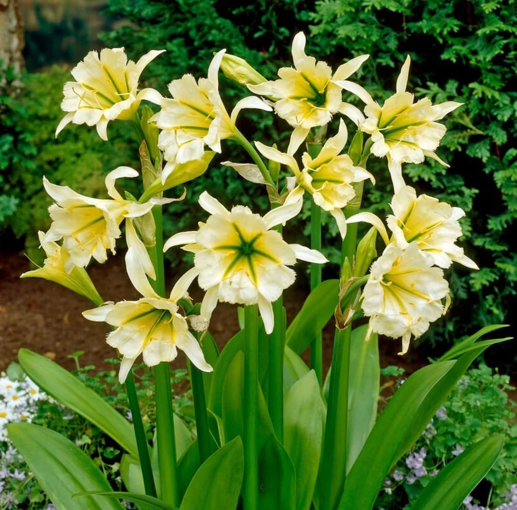 Ismene Sulphur Queen - Fragrant Flowers, Sulphur Queen (Peruvian Daffodil) Bulbs | Large Flower, Summer Flowering Bulbs - Easy to Grow (4 Pack)
