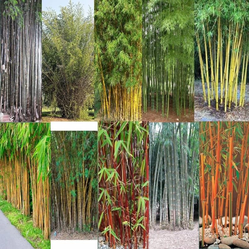 Red Bamboo Tree Seeds for Plant PACK Of 45 (B0CN3TNNW2) Amazon Price History, Amazon Price Tracker