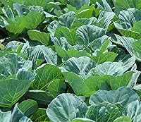 Georgia Southern Collard Seeds - 200 Non-GMO Heirloom Greens for Planting | Axel's Garden with Instructions