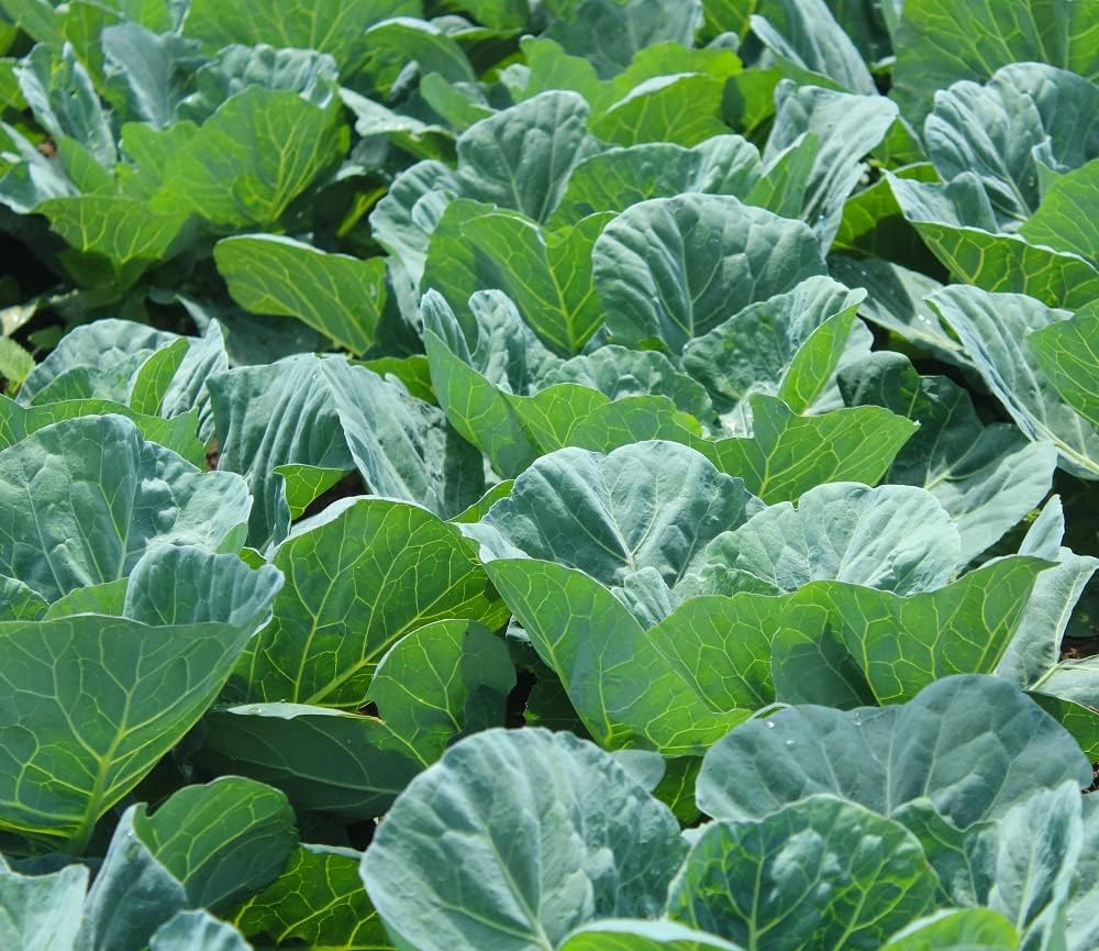 Georgia Southern Collard Green Seeds for Planting - Over 250 Heirloom Non GMO Collard Seeds - Plant & Grow Home Outdoor Vegetable Garden, 1 Packet