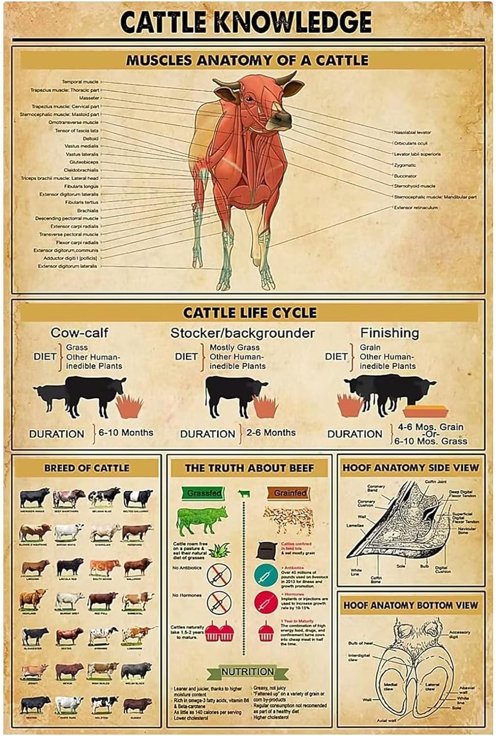 rayprint Metal Tin Sign Wall Decor Cattle Knowledge Poster Cow Muscle Anatomy Vintage Sign Club Decor Home Decor Farm Decoration Plaquees 8x12inch