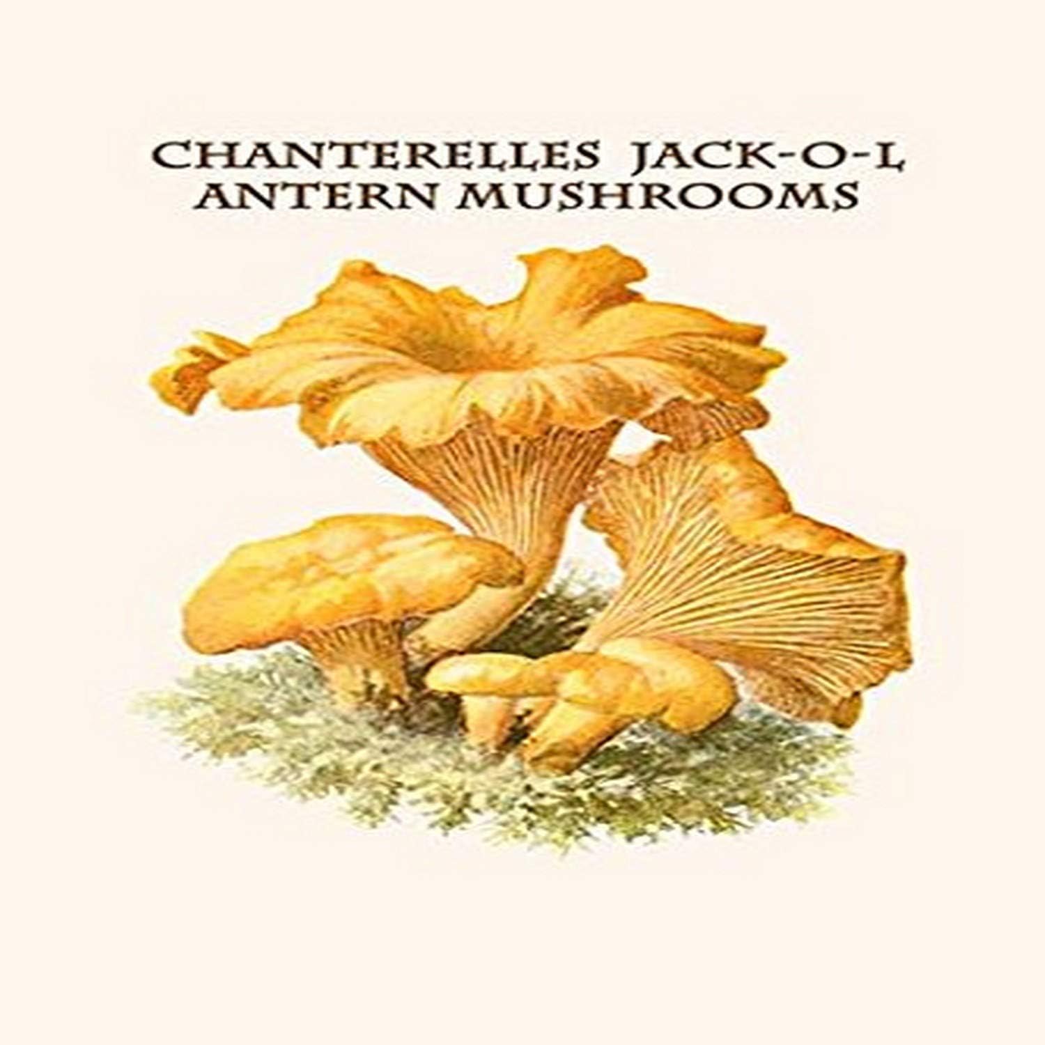 Buyenlarge 0587300167C3248 chanterelles JackoLantern Mushrooms Gallery Wrapped