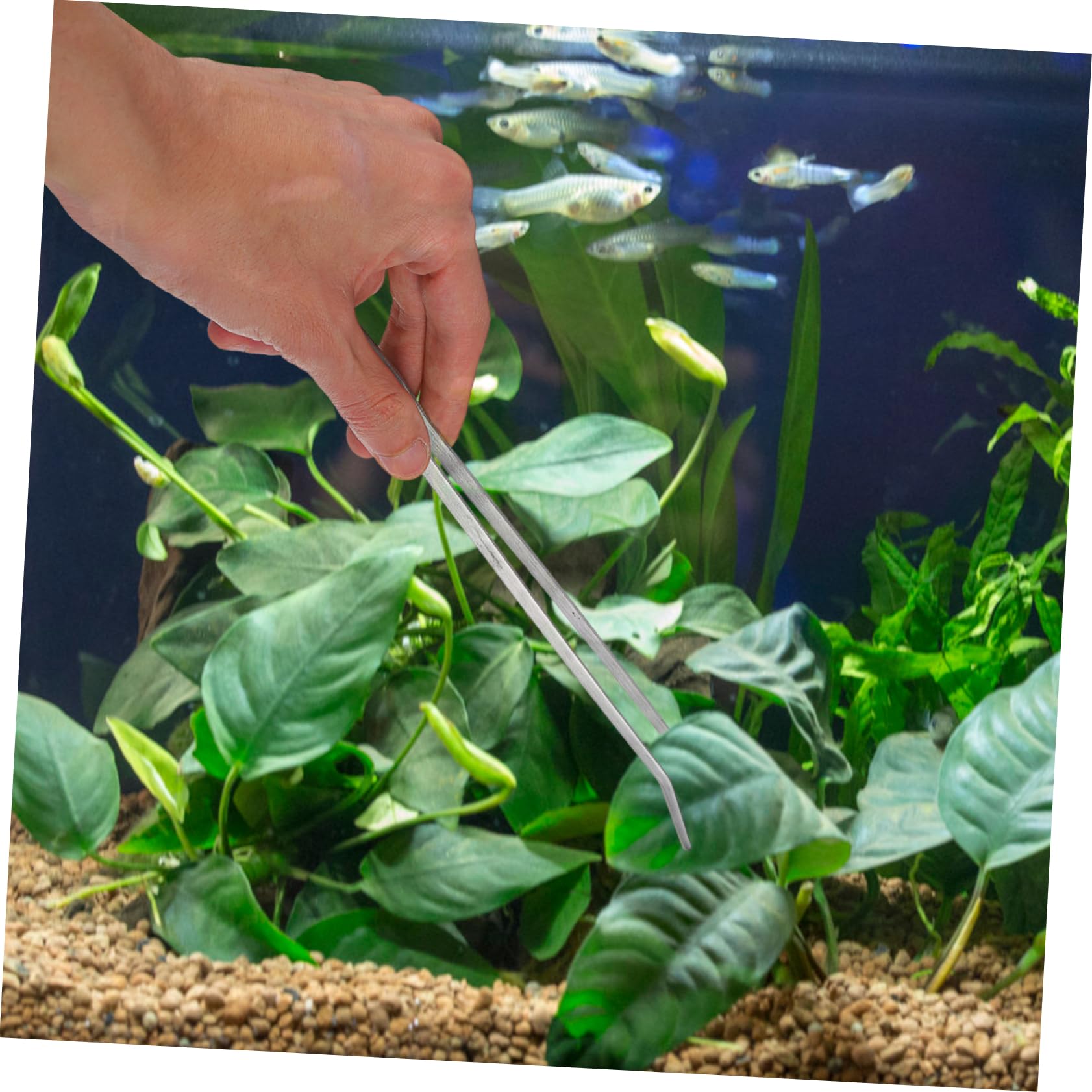 Juego de Herramientas para Plantas Acuáticas de Acuario 4 Piezas | Acero Inoxidable, Color Plata, 1 Set, para Sustrato y Grava, Mantenimiento y Retirada de Plantas Marchitas