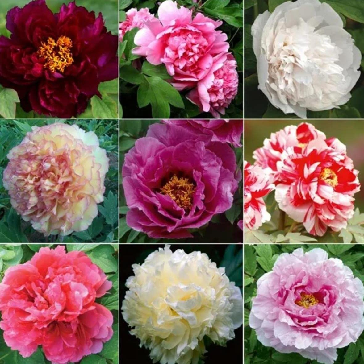 (50+ Seeds) Peony Seeds for Planting
