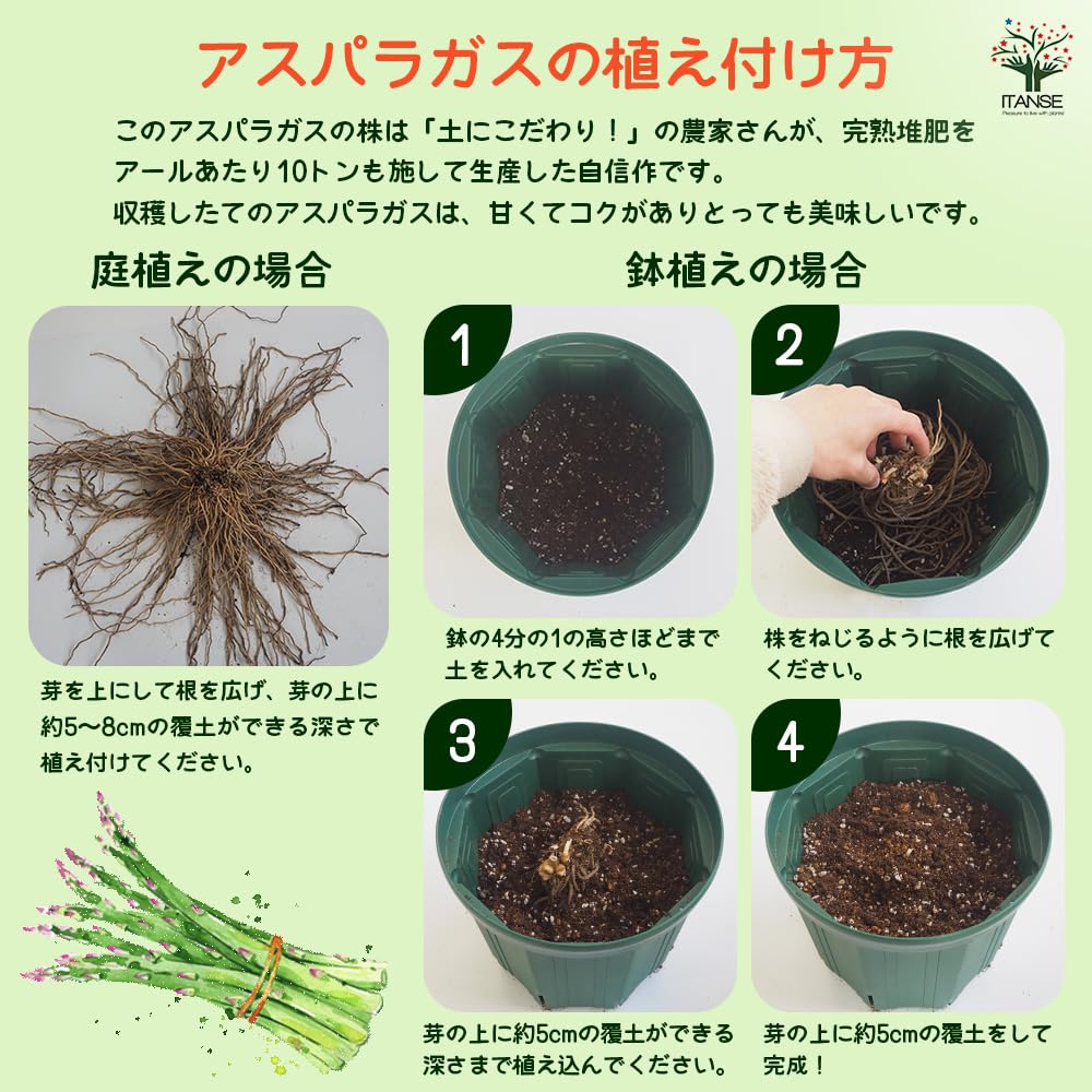Amazon.co.jp: ITANSE 野菜球根 緑アスパラガス 素掘り裸株 特大
