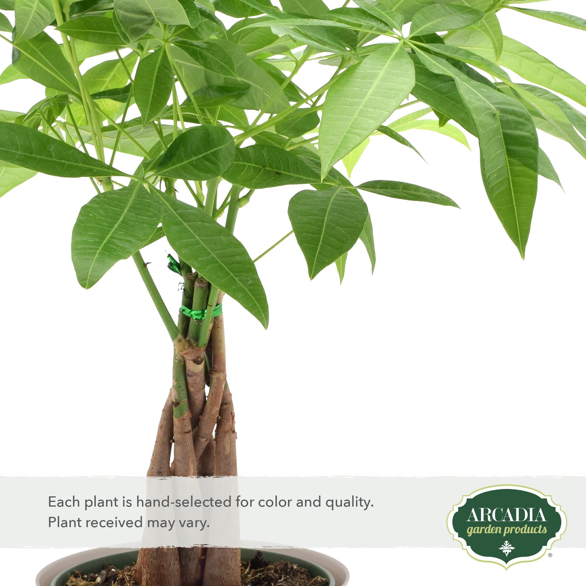 Amazon.com: LV64 Live Braided Money Tree Pachira Aquatica Indoor Houseplant  in Arcadia Garden Product's Branded Plastic Pot, Tropical Plant Collector  Gift for Home and Garden Decor, 6-inch, Tan : Grocery & Gourmet