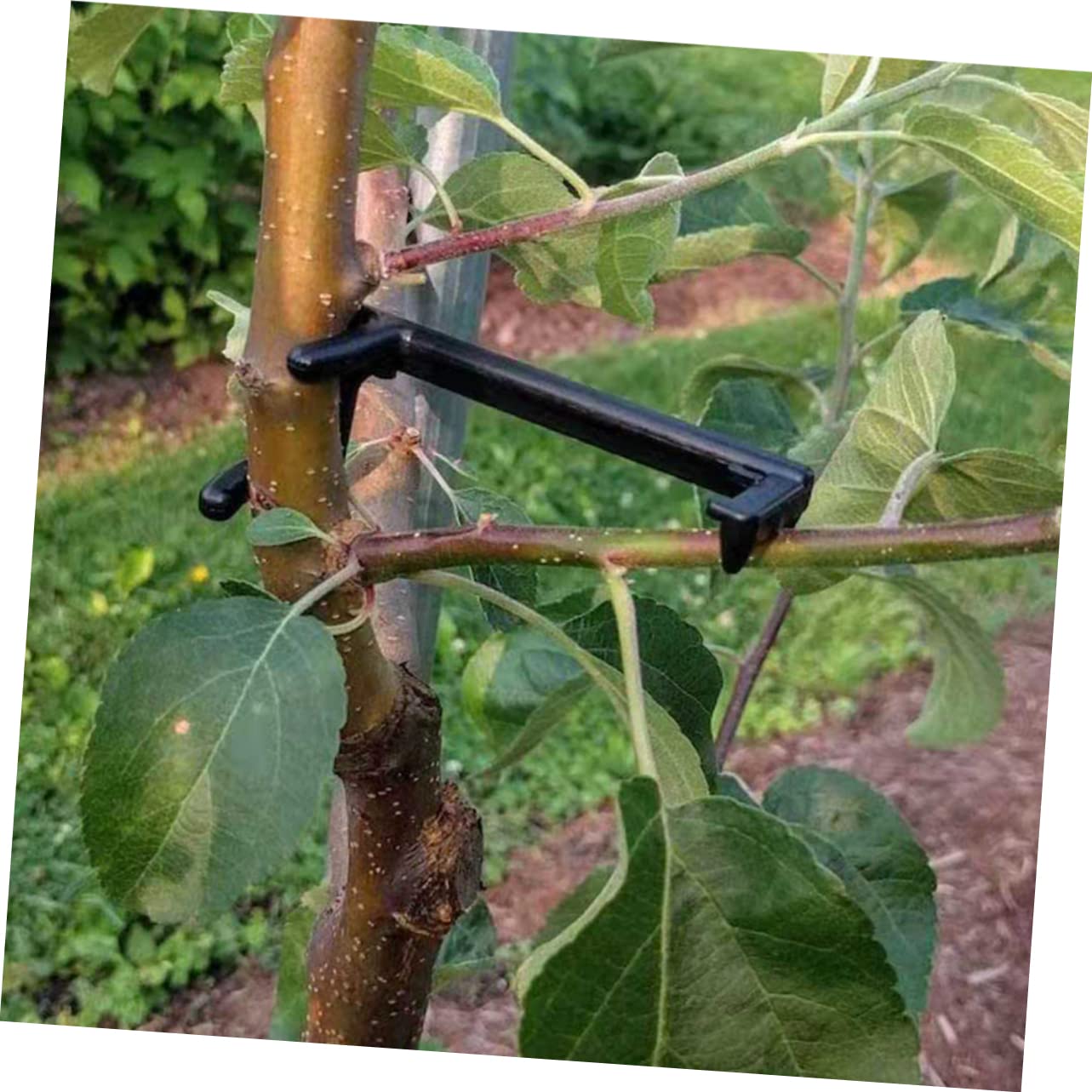 BESTonZON 5 Sätze Teiliges Pflanzen Trainingsclips Einstellbare Moderatoren Für Pflanzen Äste Fixieren Garten Zubehör Zur Optimierung Pflanzenwachstums Und Umleitung 10 Stück * 5