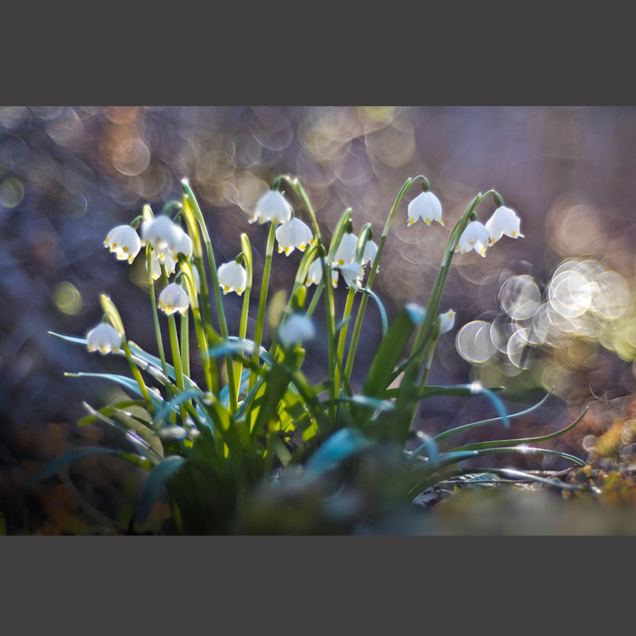レンズ(単焦点) Meyer Optik Gorlitz Primoplan75mmF1.9 II メイヤーオプティックゴルリッツ カメラレンズ Primoplan 75mm F1.9 II