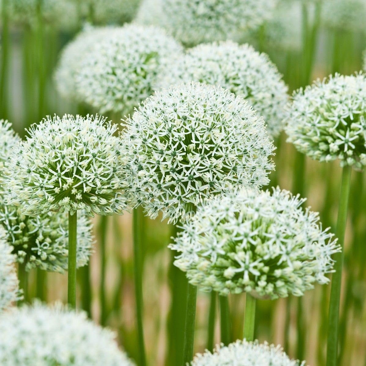 Votaniki Mount Everest Allium Bulbs - Perennial Allium (Ornamental Onion) | Attracts Pollinators, Long Lasting Beauty, Versatile Allium - Easy to Grow (3 Pack)