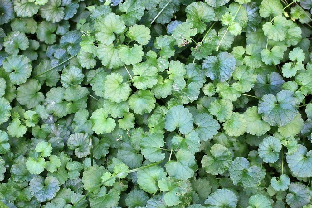 Creeping Charlie Live Plant Hanging Foliage Plant Fit 1QRT Pot
