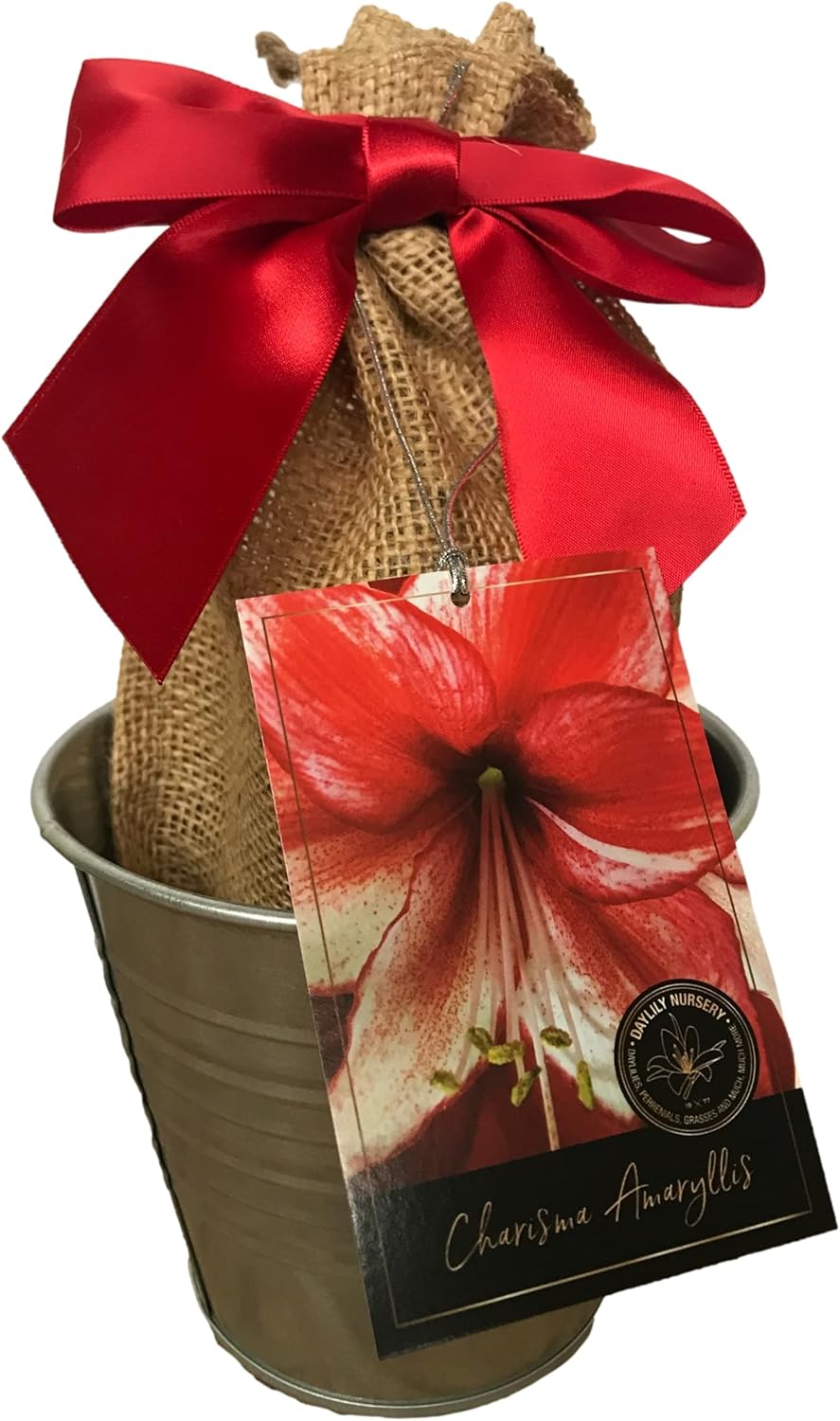 Tin Charisma Amaryllis Holiday Gift Growing Kit, Deluxe Edition. Includes a Rustic Tin Pot, a Large Charisma Bulb in a Burlap Bag with a Red Ribbon and Growing Medium
