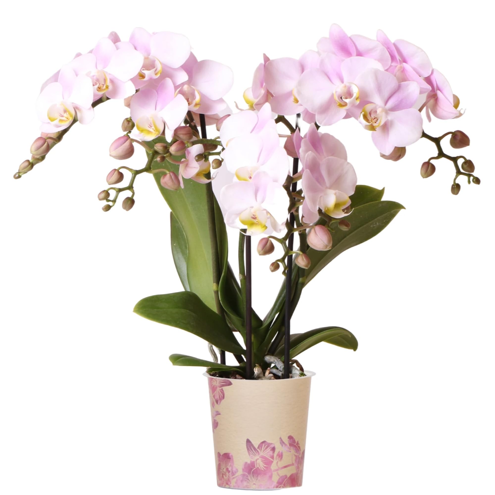 Orchid Phalaenopsis Kolibri Portugal - Moth Orchid - Real Plants for Indoors - House Plants - Live Indoor Real for Living Room, Bedroom, Office Plant Indoor (9cm Pot, 30-40cm)
