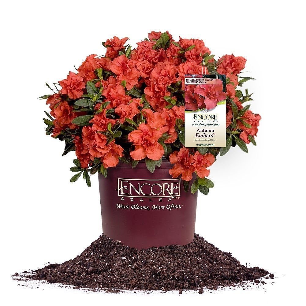Perfect Plants Autumn Embers 1 Gal