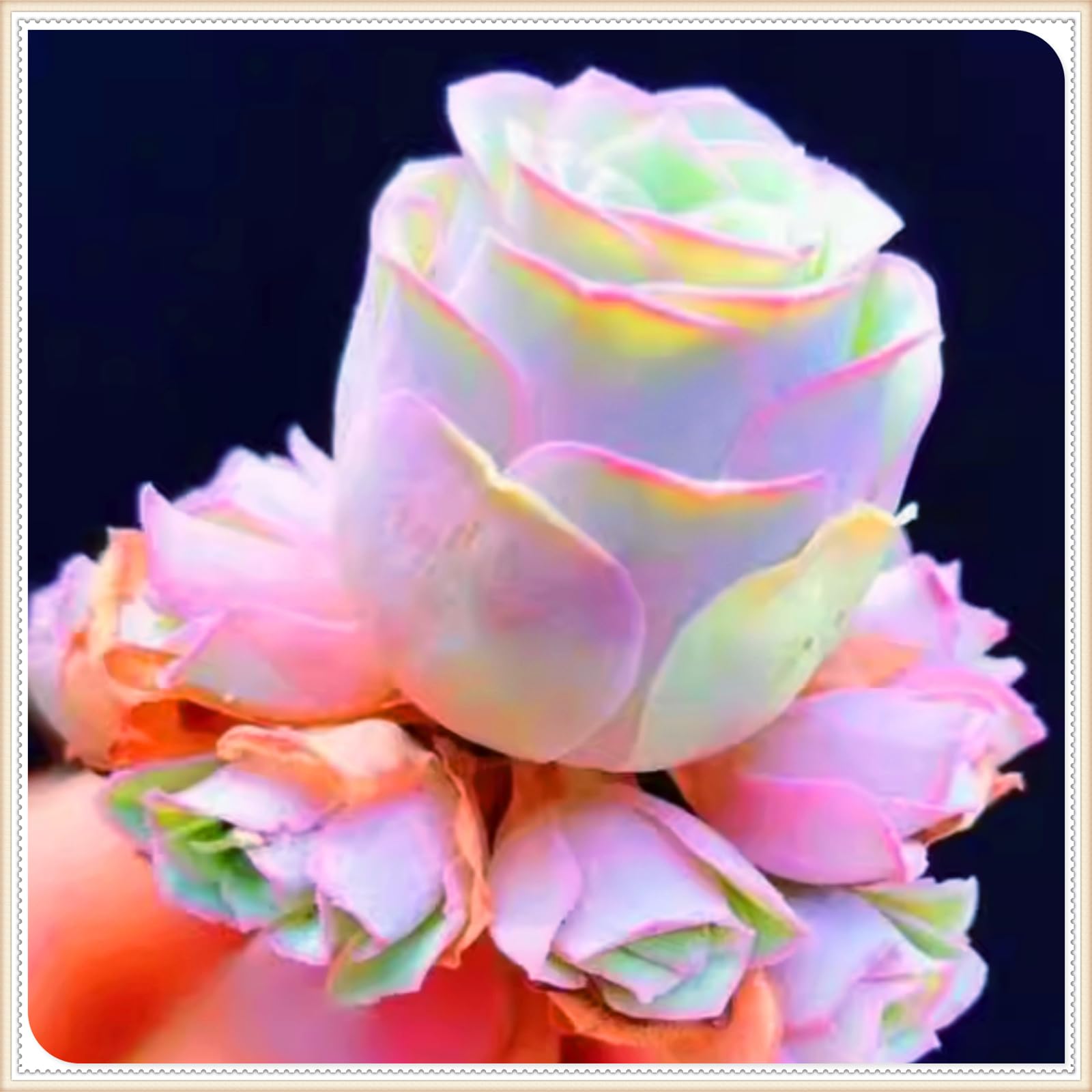 Perennial,Gorgeous Rose Bulbs, Hardy, Professional for Beautiful Garden Displays-1 Bulb-C
