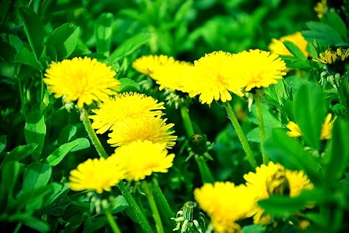 Miniatura 2 de 500 semillas de hierbas de diente de león para plantar, flores de hierbas perennes Taraxacum officinale