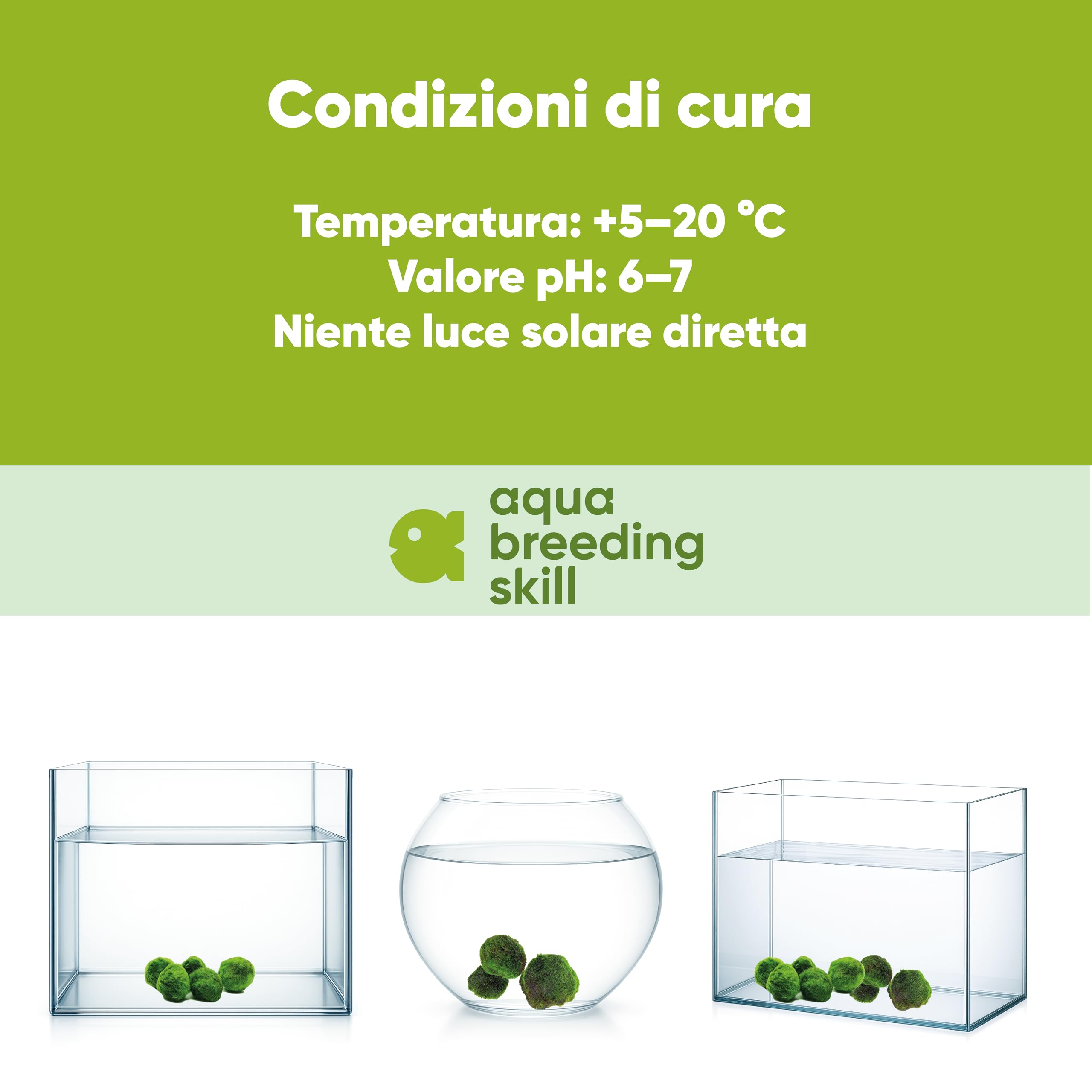AquaBreedingSkill Set di 3 alga palla Marimo viva 4–5 cm – piante vere per acquario dolce, pianta acquario vera naturale, marimo alga regalo