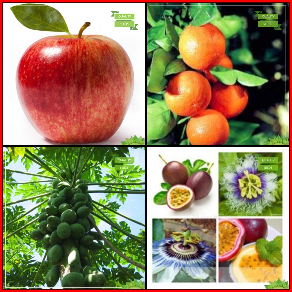 See full amazon price history chart for Creative Farmer Plant Seed Combo Fruit : Apple, Orange, Papaya, Passion Fruit - Violet Fruit For Gardening Creative Farmer Plant Seed Combo Fruit : Apple, Orange, Papaya, Passion Fruit - Violet Fruit For Gardening (B07HTKK1HR) Amazon Price History, Amazon Price Tracker