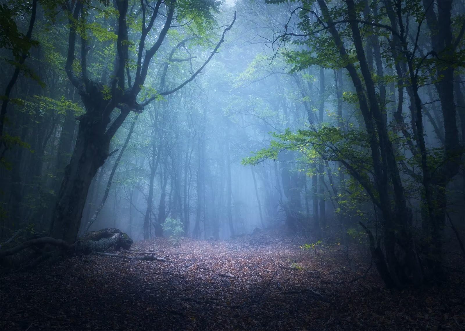 CORFOTO 10x6.5 ft Dark Foggy Forest Backdrop Enchanted Autumn Forest Background Old Trees Landscape Green Leaves Blue Fog Backdrop Magic Picture for