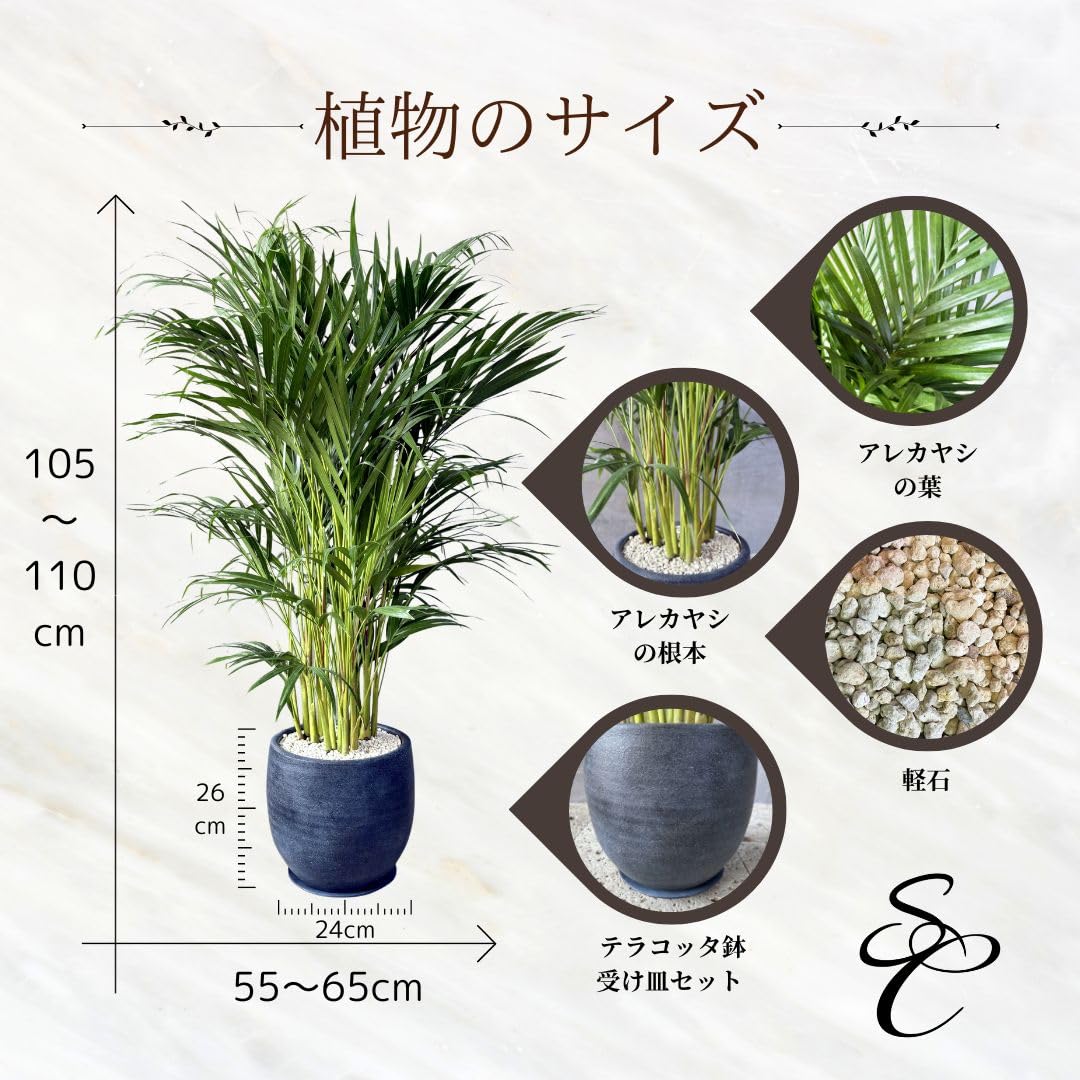 Amazon｜SUZUHA 観葉植物 本物 大型 アレカヤシ 10号 バルーン陶器