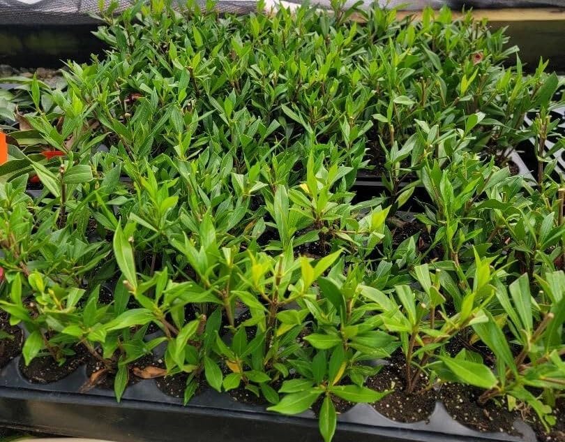 Cape Jasmine Plant 3-5" Tall - Frost Proof Gardenia Live Starter Plant for Growing Indoor
