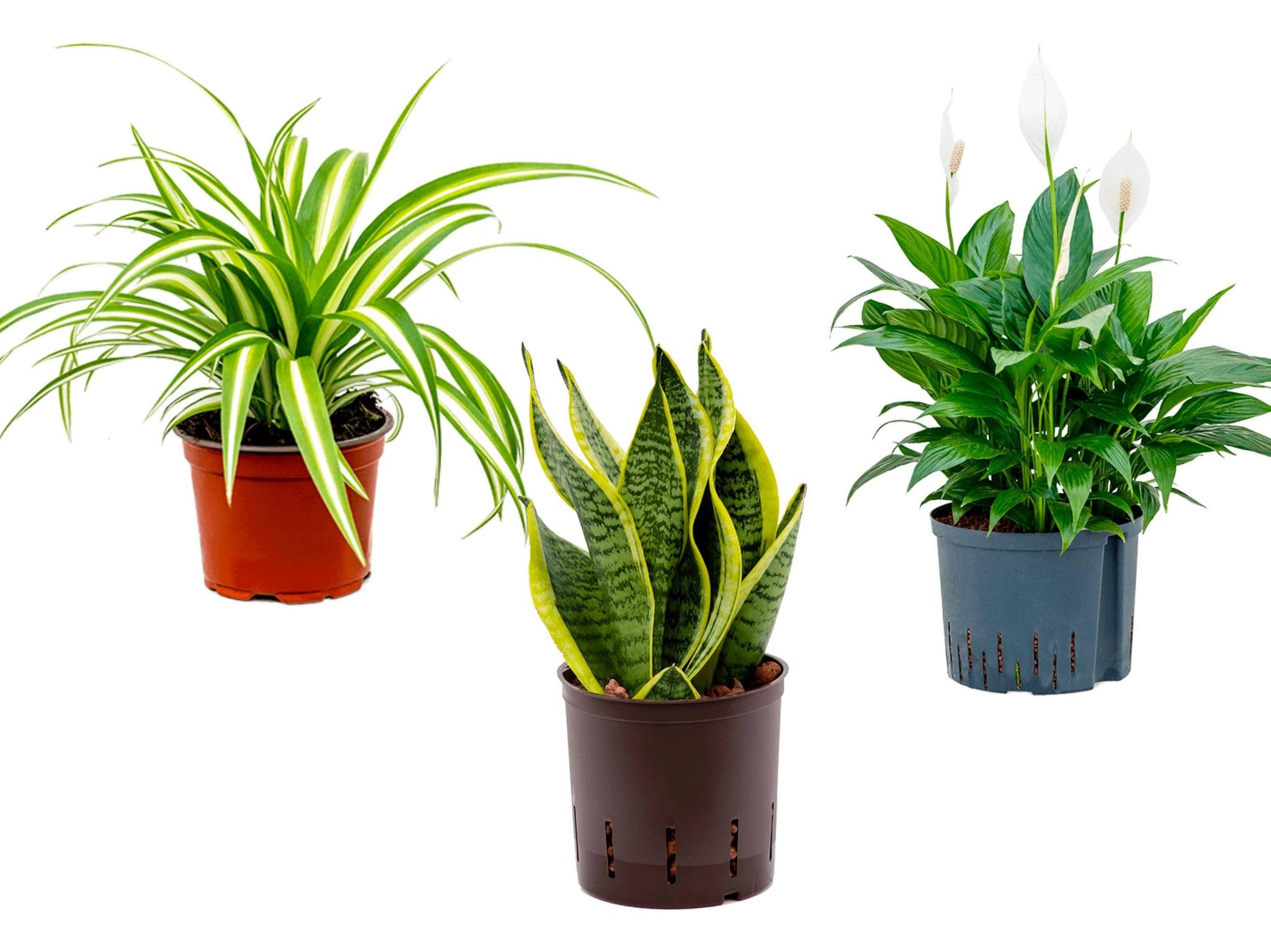 3 x Air Purifying Plants Spider Plant Chlorophytum, Spathiphyllum Peace Lily, Snake Plant Sansevieria Laurentii in 10-12 cm pots - Image 4